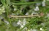 Epirrhoe hastulata: Larva (eastern Swabian Alb, Southern Germany, July 2009) [N]