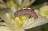Eupithecia haworthiata: Larva prior to pupation [S]