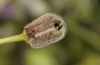 Eupithecia haworthiata: Abandoned flower bud  (Illerbeuren near Memmingen, mid-July 2011) [M]