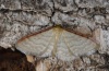 Idaea humiliata: Falter (e.l. Gardasee 2007) [S]