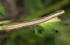 Scopula immorata: Larva (e.l. Alpes-Maritimes, 1500m NN, April 2012 [S]