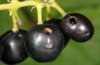 Eupithecia immundata: Already abandoned berries [N]
