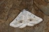 Dyscia innocentaria: Männchen (Sizilien, Caltanissetta, Ende April 2023) [M]