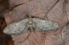 Eupithecia innotata: Falter (e.l. Hoyerswerda, Raupe Ende September 2012) [S]