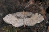 Idaea laevigata: Adult (breeding photo 2015, material from South Tyrol) [S]