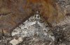 Agriopis leucophaearia: Male (the female is almost wingless, astern Swabian Alb) [M]