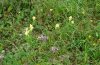 Eupithecia linariata: Habitat in a limestone grassland of the eastern Swabian Alb in 2008 [N]