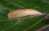 Cyclophora linearia: Pupa (eastern Swabian Alb, Southern Germany) [S]