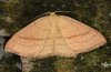 Cyclophora linearia: Falter (e.l. Ostalb 2010) [S]