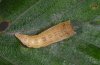 Cyclophora linearia: Pupa (eastern Swabian Alb, Southern Germany) [S]