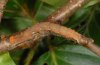 Cyclophora linearia: Larva (eastern Swabian Alb, Southern Germany, September 2010) [S]