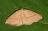 Cyclophora linearia: Adult (e.l. eastern Swabian Alb, Southern Germany 2010) [S]