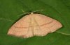 Cyclophora linearia: Falter (e.l. Ostalb 2010) [S]