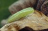 Cyclophora linearia: Pupa (eastern Swabian Alb, Southern Germany, October 2000) [S]