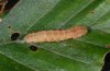Cyclophora linearia: Prepupa (eastern Swabian Alb, Southern Germany) [S]