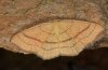 Cyclophora linearia: Adult (e.l. eastern Swabian Alb, Southern Germany 2010) [S]