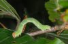 Cyclophora linearia: Larva (Memmingen, August 2010) [M]