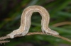 Siona lineata: Larva (eastern Swabian Alb, October 2010) [M]