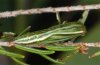 Cyclophora maderensis: Pupa [S]