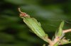 Cyclophora maderensis: Pupa (La Gomera, December 2011) [S]