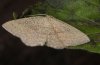 Cyclophora maderensis: Adult (e.l. La Gomera, December 2011) [S]