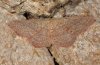 Cyclophora maderensis: Adult (e.l. La Gomera, December 2011) [S]