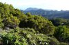 Cyclophora maderensis: Habitat with many larvae in La Gomera [N]