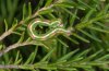 Cyclophora maderensis: Larva (La Gomera) [M]