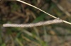 Scopula marginepunctata: Larva (Vinschgau, March 2012) [S]