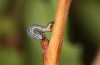 Arichanna melanaria: Young larva (S-Germany, Allgäu, April 2020) [M]