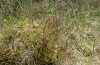 Arichanna melanaria: Larvalhabitat im Mai 2020 (Spirkenhochmoor im östlichen Kempter Wald) [N]