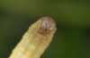 Coenocalpe millierata: Larva (e.l. rearing, Greece, Samos, Manolates, April 2019) [S]