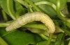 Coenocalpe millierata: Larva (Greece, Samos, Manolates, Mai 2017) [S]