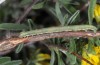Dasycorsa modesta: Half-grown larva (Samos, May 2014) [M]
