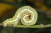 Dasycorsa modesta: Larva (e.l. Samos 2014) [S]