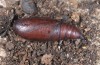 Dasycorsa modesta: Pupa (e.l. Samos 2014)