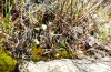 Charissa mucidaria: Raupe im Larvalhabitat am Rande eines Felsens (Spanien, Avila, El Arenal, Anfang März 2023) [N]