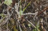 Charissa mucidaria: Raupe im Larvalhabitat am Rande eines Felsens (Spanien, Avila, El Arenal, Anfang März 2023) [N]
