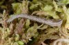 Idaea muricata: Raupe (Allgäu, Schorenmoos, Ende Mai 2015) [M]