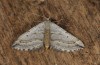 Female (e.l. rearing, Greece, Samos Island, between Moni Vronda and Mytilini, larva in mid-May 2017)