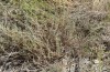 Narraga nelvae: Larval habitat (Central Spain, South of Teruel, late July 2017) [N]