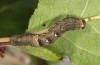 Nychiodes notarioi: Larva (breeding 2017, material from Spain) [S]
