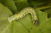 Archiearis notha: Larva (S-Germany, eastern Swabian Alb, Dischingen, May 2021) [S]