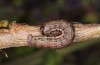 Archiearis notha: Larva prior to pupation (e.l. rearing, S-Germany, eastern Swabian Alb, Dischingen, May 2021) [S]