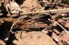 Archiearis notha: Die Falter saugen gerne an feuchter Erde