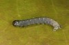 Archiearis notha: Young larva (S-Germany, eastern Swabian Alb, Dischingen, May 2021) [S]