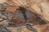 Archiearis notha: Falter in Ruhe