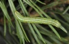 Thera obeliscata: Larva (Valais, 15.06.2012) [M]