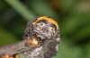 Nychiodes obscuraria: Larva (e.l. Sisteron, larva in April 2013) [S]