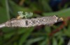 Nychiodes obscuraria: Larva (e.l. Sisteron 2013) [S]